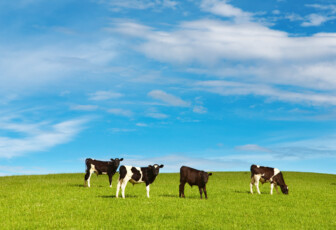 Cows in a field